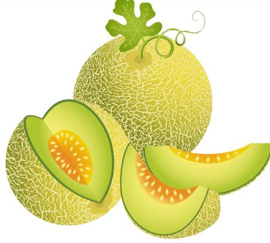 Saftige Kantaloupe-Molonen-Vektor Melon juicy Cantaloupe   