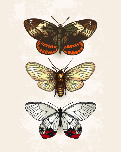 Papillons Vintage spécimen Design vecteur 02 vintage specimen papillons   