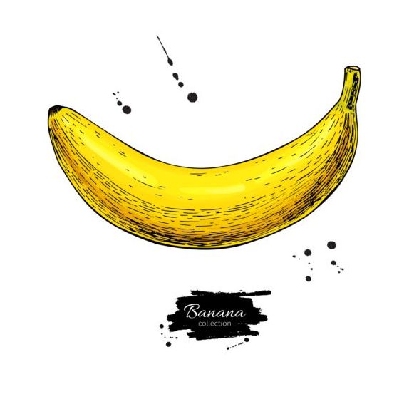 Banane Handdarwing-Vektormaterial 03 hand Banane   