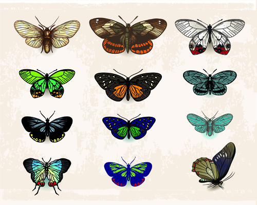Papillons Vintage spécimen Design vecteur 01 vintage specimen papillons   
