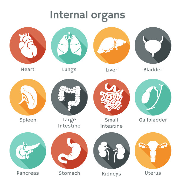 Différentes icônes vectorielles d’organes internes organes internes organes icône de vecteur Différents   