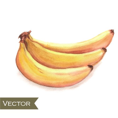 Vecteur aquarelle de banane dessiné à la main vecteur de couleur dessiné à la main Banane   