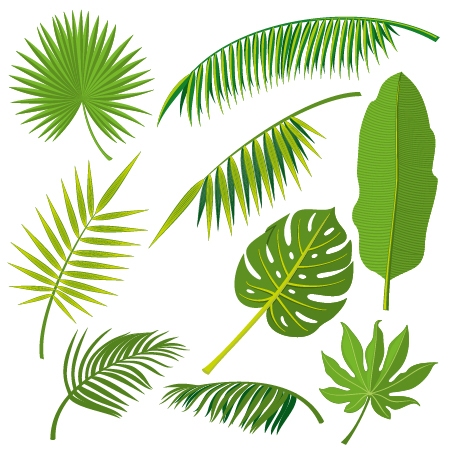Plante tropicale feuilles vecteur ensemble 02 tropical plantes feuilles   
