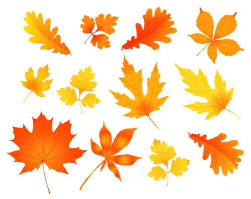 様々な秋の葉ベクトルセット材料01 秋の葉 秋 様々な   