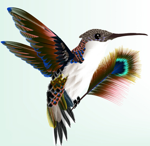 孔雀の羽を持つ鳥ベクター素材 羽 材料 孔雀   