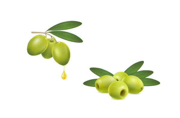 Set von grünen Oliven auf weißem Hintergrund Vektor 02 Oliven grün   