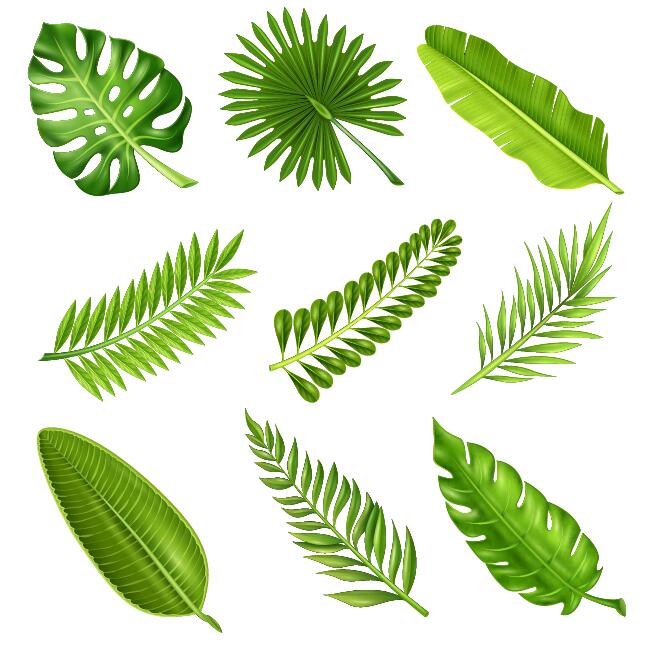 Plante tropicale feuilles vecteur ensemble 01 tropical plantes feuilles   