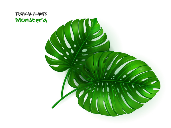 Tropenpflanzen Monstera-Blattvektor tropisch Pflanzen Monstera Blatt   
