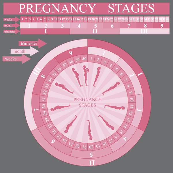 妊娠段階のインフォグラフィックテンプレートベクトル06 妊娠 ステージ インフォグラフィック   