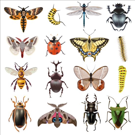 ベクター昆虫巨大コレクション01 昆虫 巨大な コレクション   