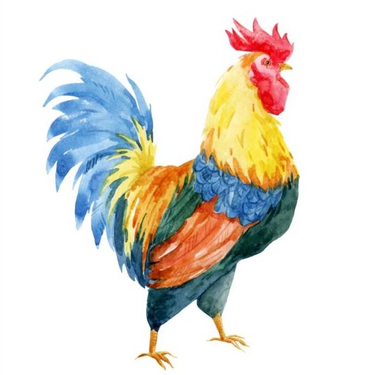 Beau vecteur de coq aquarelle coq Belle aquarelle   