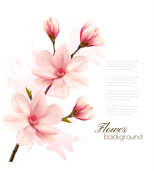 Rosa Magnolia Blumenhintergrund Vektor 05 pink magnolia Hintergrund Blume   