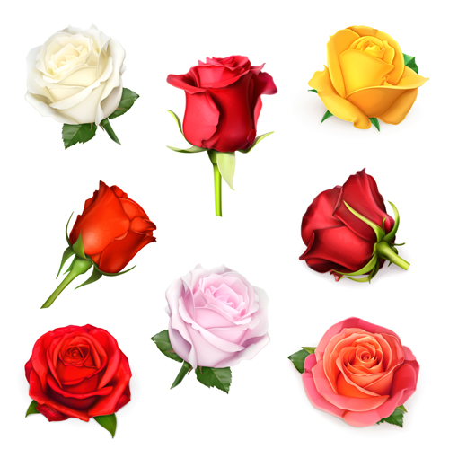 Verschiedene farbige Rosen Vektormaterial Unterschiedlich rote Rosen farbig   
