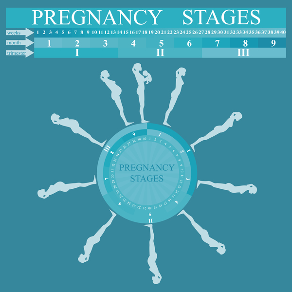 妊娠段階のインフォグラフィックテンプレートベクトル05 妊娠 ステージ インフォグラフィック   