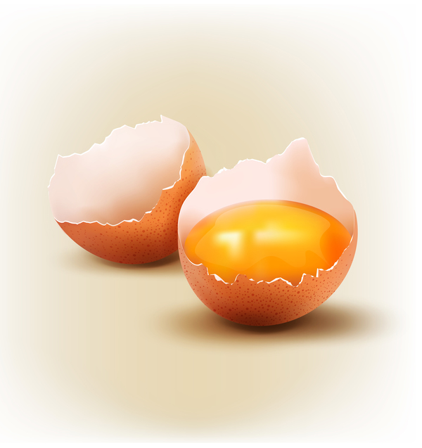Gefrachte Schalen mit Eier-Vektor 02 shells eggs cracked   