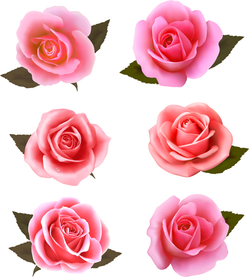 Rosa roses Vektoren setzen Rosen pink   