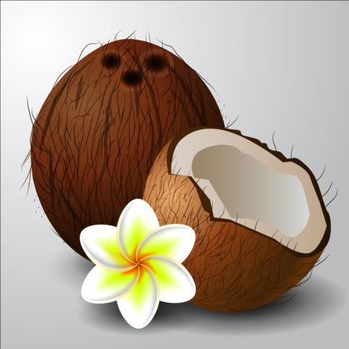 ココナッツと白い花のベクトル 花 白 ココナッツ   