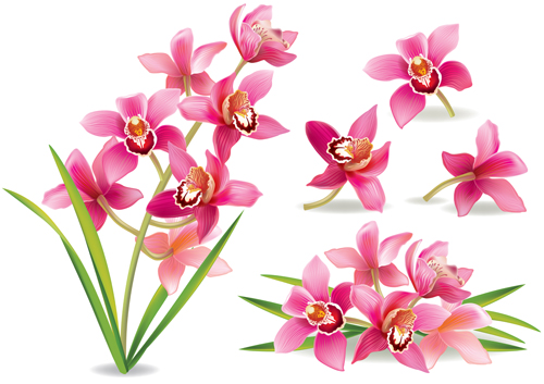 Rosa Orchideen entwerfen Vektor 01 pink Orchideen   