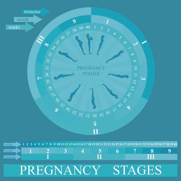 妊娠段階のインフォグラフィックテンプレートベクトル04 妊娠 ステージ インフォグラフィック   