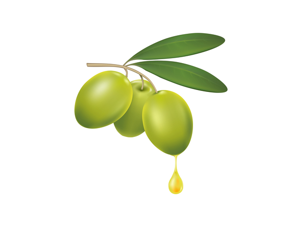 オリーブオイルのベクトルの滴のオリーブの枝 ブランチ ドロップ オリーブ   