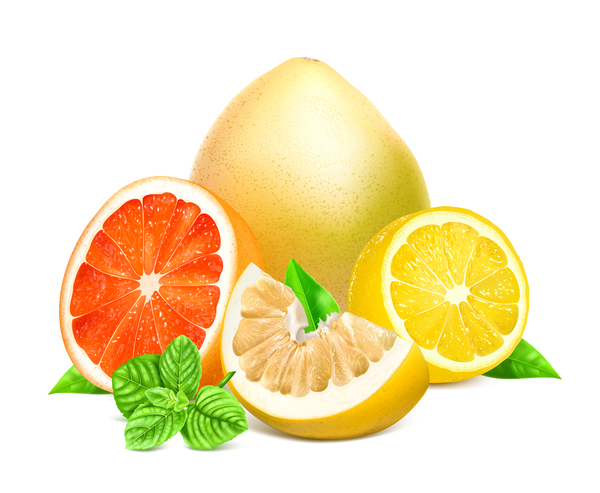 Zitrusfrüchte mit Pomelo und Zitronenvektor 03 Zitrone Pomelo citrus   