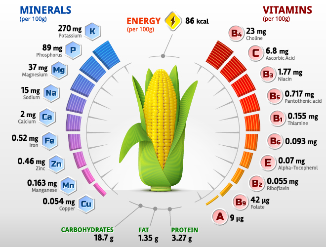 Vecteur d’infographies de vitamines de maïs vitamines maïs infographies   