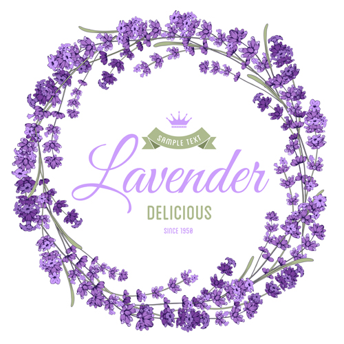 Schöner Lavendelvektor Schön Lavendel   
