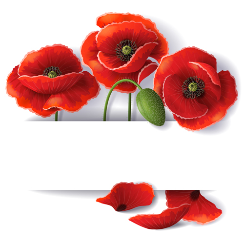 Schöne Mohn Hintergründe Vektor Schön poppy Hintergründe Hintergrund   