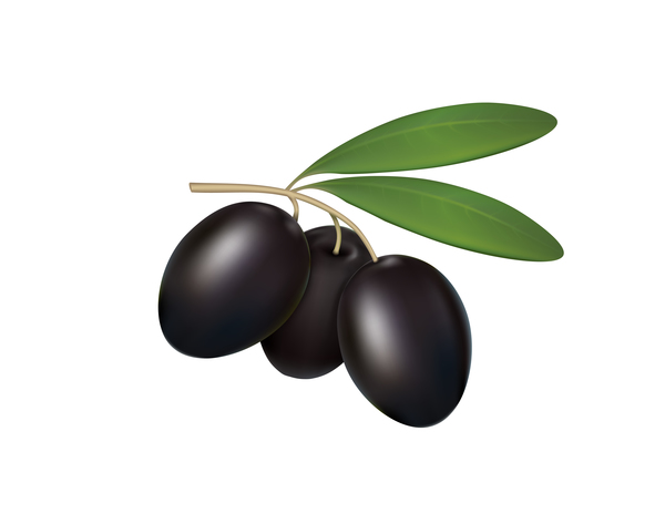 Schwarze Oliven auf weißem Hintergrundvektor weiß Schwarz Oliven   