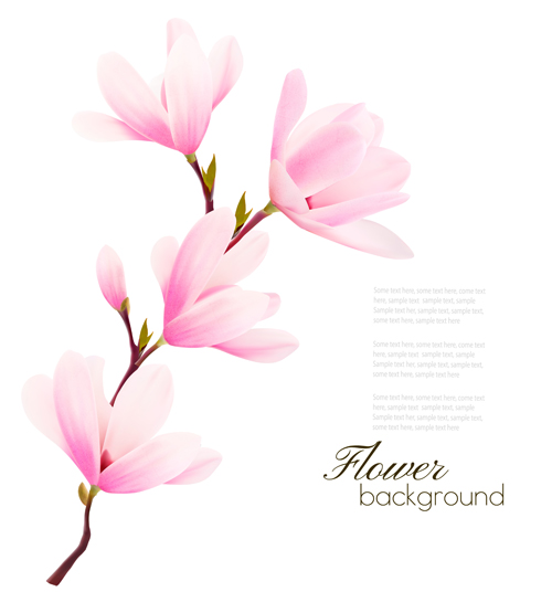 Fleur de Magnolia rose fond vecteur 04 rose magnolia fond fleur   