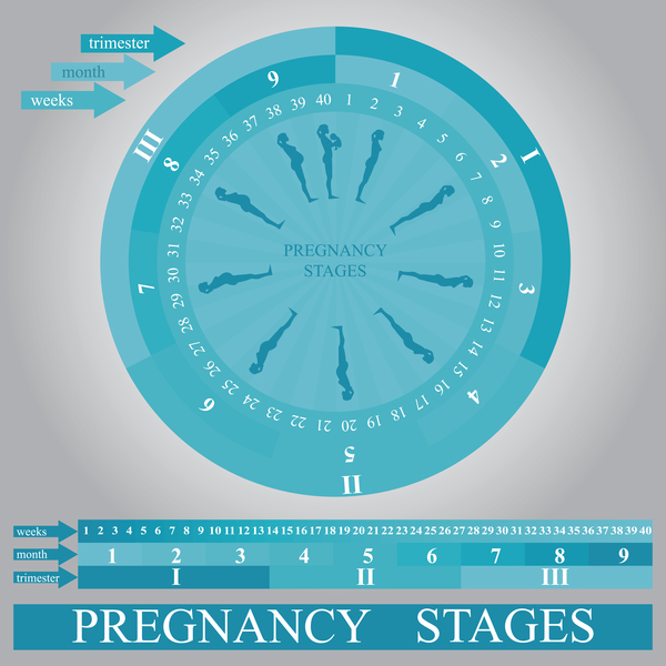 妊娠段階のインフォグラフィックテンプレートベクトル03 妊娠 ステージ インフォグラフィック   