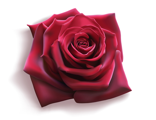Röntgenbild Vektor 03 rot rose illustration   