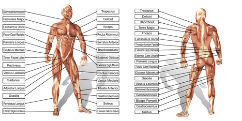 Vector Human Struktur-Grafik Set 03 Struktur Mensch Grafik   