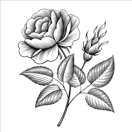 Vecteur de modèle de gravure rose Vintage vintage rose gravure   