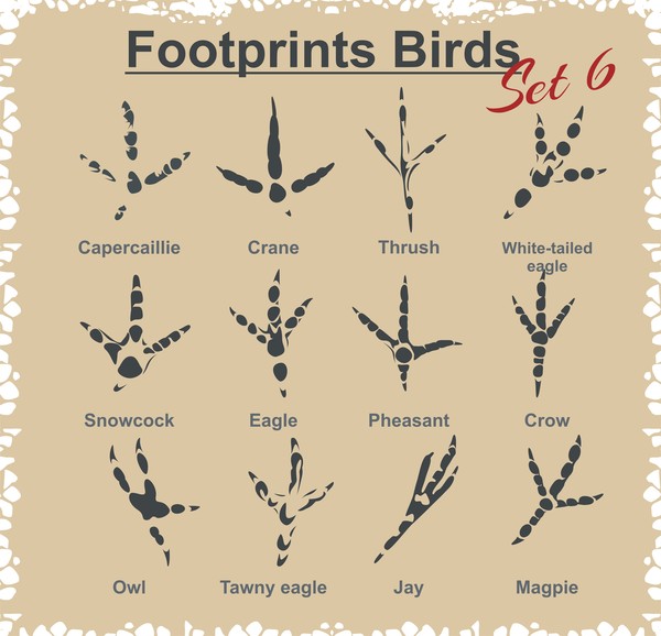 鳥フットプリントデザインセットベクトル02 鳥 足跡   