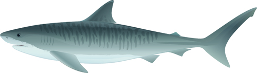 Lebhafte Hai-Design-Vektoren Set 08 vivid Hai   