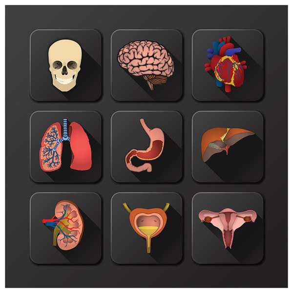 3D-Symbole Interner Organs Vektor Medizin Interne Organe icons icon 3D Icons   