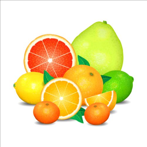 Orange fraîche avec le vecteur de citron orange frais Citron   