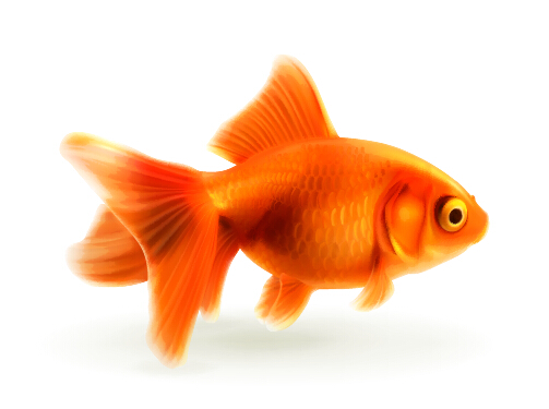 赤金魚ベクトル 金魚 赤   