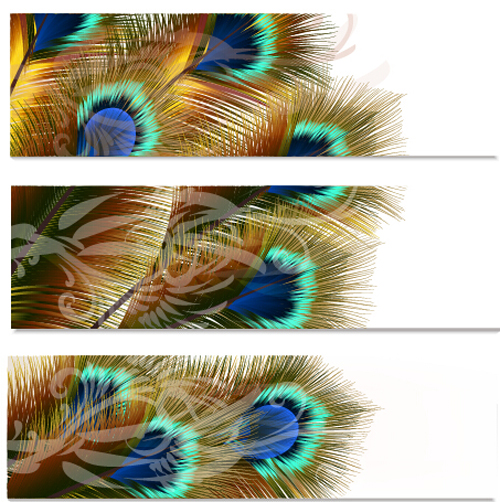 Belles bannières de vecteur de plumes de paon plumes Paon belles bannières   