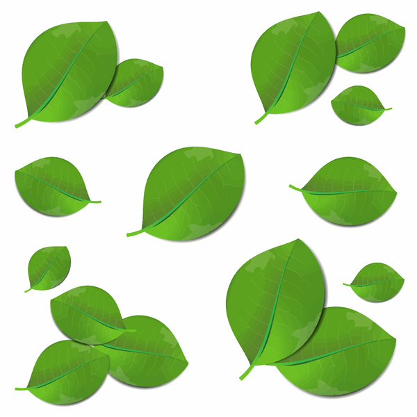 Realistisches Grün lässt Vektordarstellung realistisch grün Blätter   