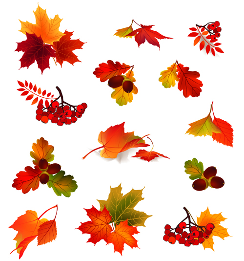 Herbstblätter mit Fruchtvektormaterial 01 Vektormaterial Herbstblätter Herbst Blätter   