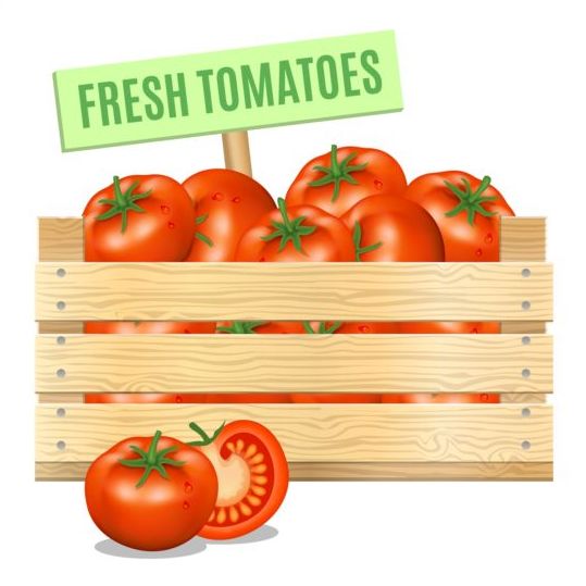 Frisches Tomaten-Plakatvektordesign Tomaten poster Frisch   