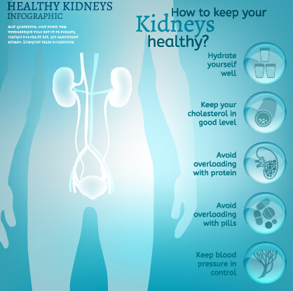 Vecteur d’infographie de reins sains 02 santé reins infographies   