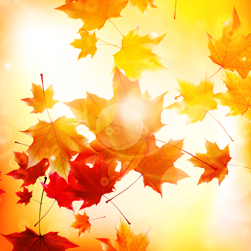 秋の葉の太陽の背景グラフィック02 葉の背景 背景 秋の葉 秋 日光   