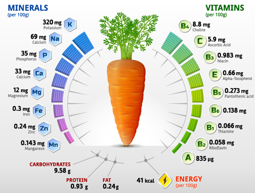 Carotte vitamines infographies vecteur vitamines infographies carotte   