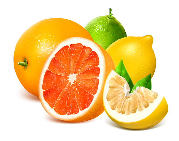 Zitrusfrüchte mit Pomelo und Zitronenvektor 01 Zitrone Pomelo citrus   