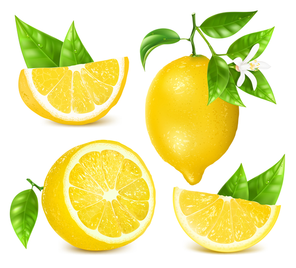 葉のベクトル材料との新鮮なレモン04 葉 新鮮な レモン   