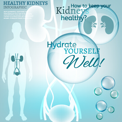 Les reins sains infographies vecteur 01 santé reins infographies   