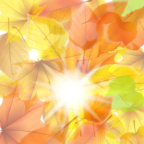 秋の葉の太陽の背景グラフィックス01 葉の背景 背景 秋の葉 秋 日光   